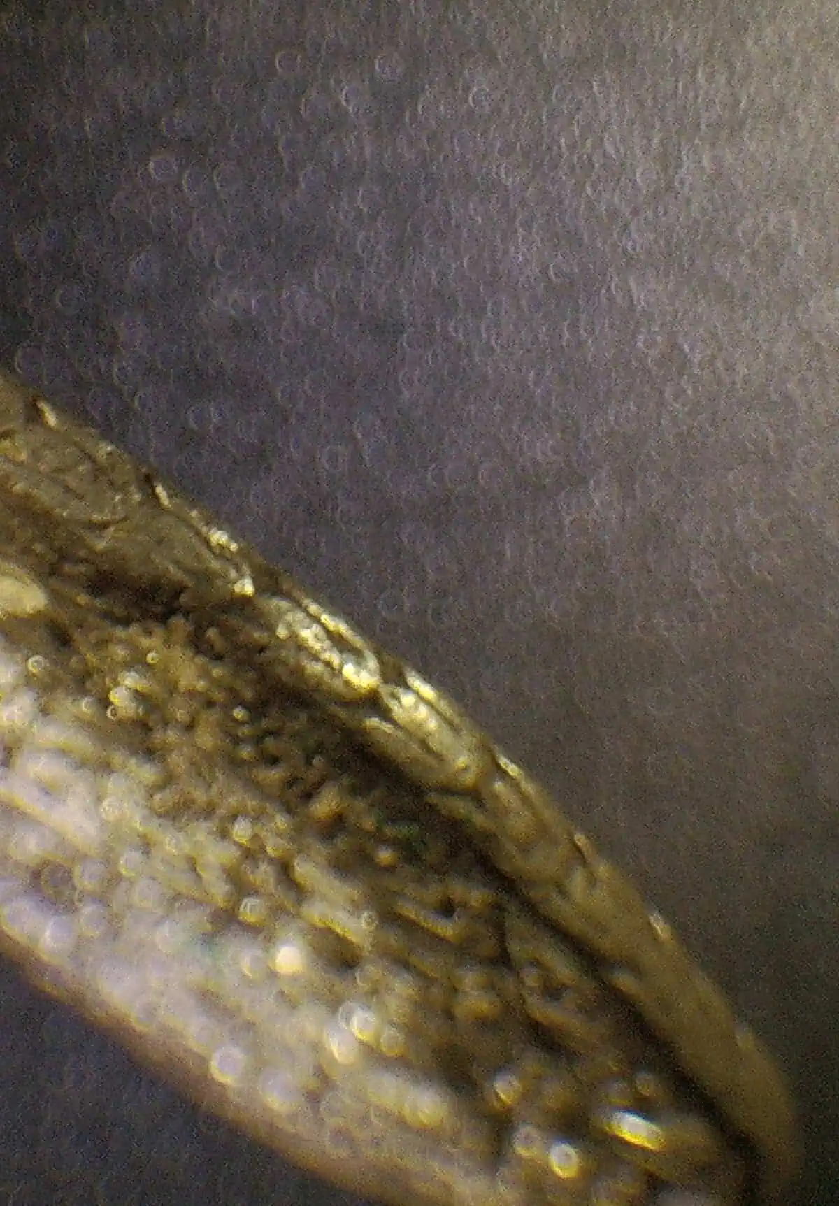 8R Columnaria Chops - Image 4